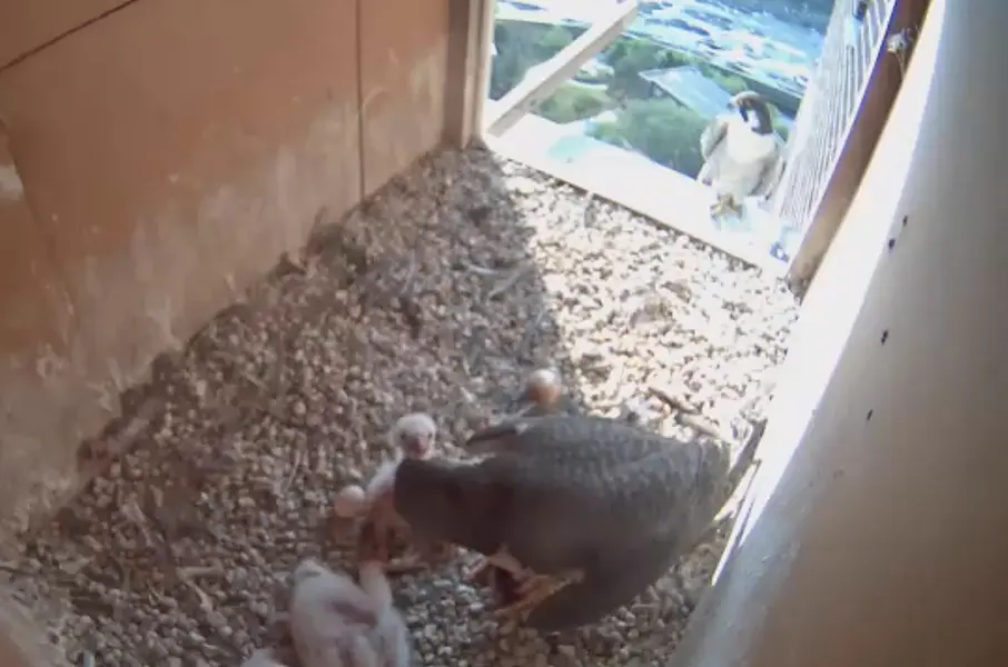 Mystery Egg Meet The River Hawks UMass Lowell